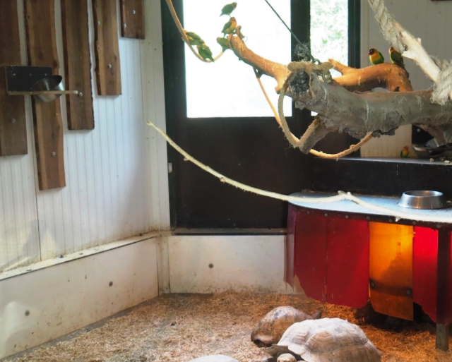 Anlæg med afrikanske arter. Sporeskildpadde. Leopardskildpadde og dværgpapegøjer. Bemærk væggene er ekstra sikret, med kraftige og gennembrudssikre plader. Foto KevinB.