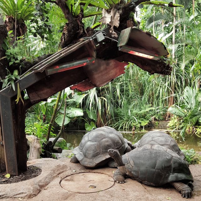 Store skildpadder kræver en stor solplads, her er det Aldabra skildpadder. Bemærk, at der ikke ligger foder på det opvarmede område. Foto af Wilfredo Falcón L. - Solplads i Masoala skoven-udstillingen i Zürich Zoo. 