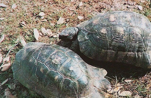 Bredrandet landskildpadde Testudo marginata Foto Mayer Richard.