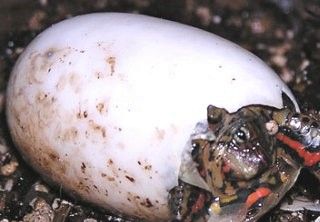 Rhinoclemmys pulcherrima manni unge Fotograf Petr Hainz