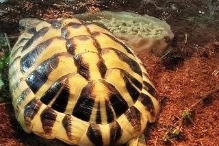 Den græske landskildpadde ved fodret, var lige kommet ind og trængte til at få klippet sit næb. Hvilket sket et par dage senere og vi selv klarer.