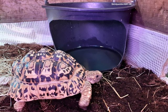 Leopardskildpadde (Geochelone pardalis)