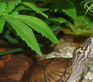 Sternotherus Odoratus x Sternotherus Carinatus. Foto Laurent Lebois