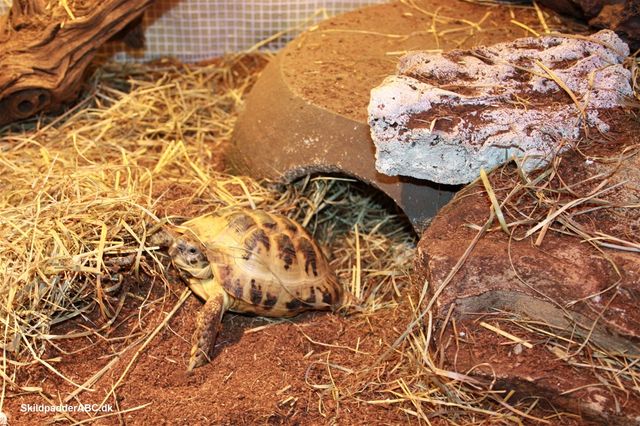 Russisk landskildpadde hun ved sin keramik-hule. Hulens indgang, er med stiksav savet ud med savklinge til keramik.
