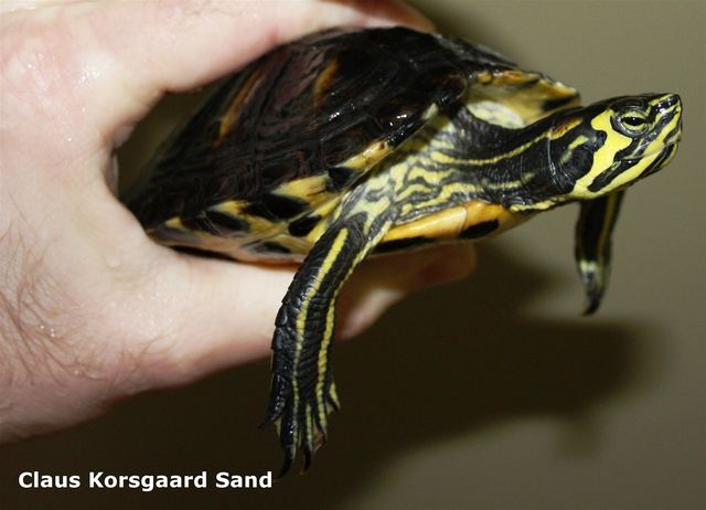 Rask Guløret terrapin. Vi viser her en helt rask guløret terrapin, så du har noget at sammenligne med, når du ser de andre skildpadder der vises nedenfor. Denne terrapin er helt uden sygdom i skjoldet. Se også det flotte blanke og rene skjold og de levende og klare øjne.