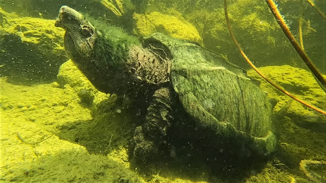Alligator snapskildpadden (Macrochelys temminckii). Foto Kamp Kenan.