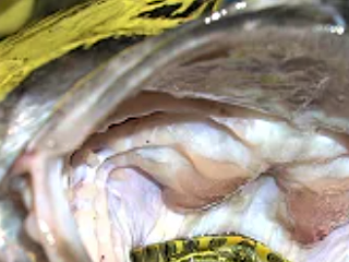 Skildpaddeunger kan blive taget at mange forskellige dyr, her er det en fisk der har taget en terrapin unge.