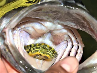 Skildpaddeunger kan blive taget at mange forskellige dyr, her er det en fisk der har taget en terrapin unge.