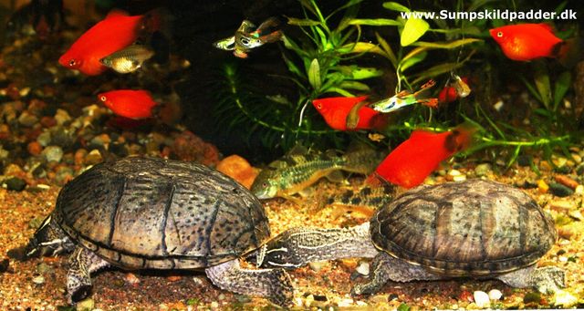 Her ser du platy, guppy og pansermalle i baggrunden i et af vores moskusskildpadde-akvarier