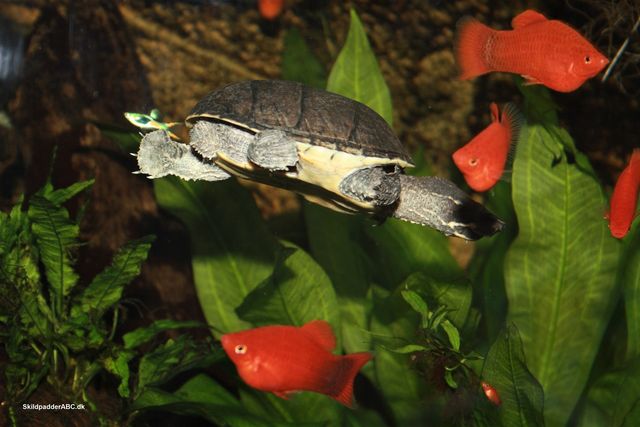 Alm. moskusskildpadde svømmer sammen men platyer.