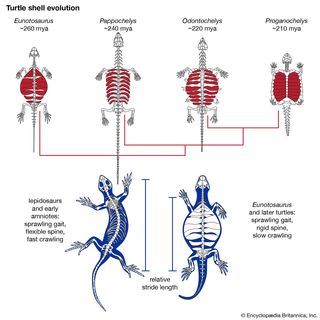 Skildpaddens skjold evolution.
Brede ribben har sikkert udviklet sig til knoglestrukturer der har givet de tidligste  skildpadder mere stabilitet og bedre mulighed for at grave deres æg ned. Efterhånden som disse strukturer udviklede sig, og skildpaddens skjold dukkede op i senere former, blev rygsøjlens fleksibilitet reduceret, og kravle hastigheden forringet.
Encyclopædia Britannica, Inc./Eliana Tobin