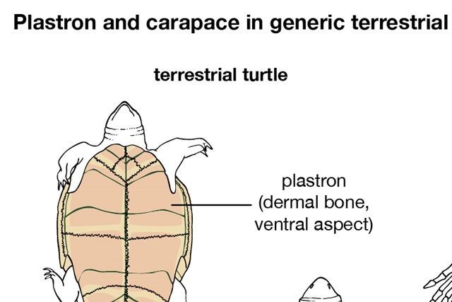 Skildpaddes skelet
Rygskjoldet og plastronen opstod hver især fra to typer knogler: dermale knogler, der dannes i huden, og endokondral knogle (knogle, der stammer fra brusk), der stammer fra skelettet.