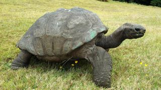 Jonathan skulle være verdens ældste skildpadde og lever endnu på Sct. Helena.