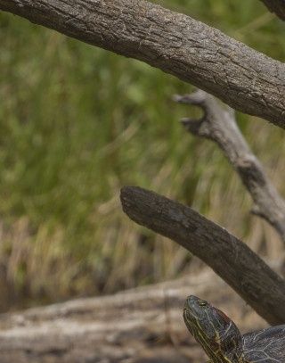Grene eller træstamme der rækker ned til bunden, af dammen, kan redde en skildpaddes liv.