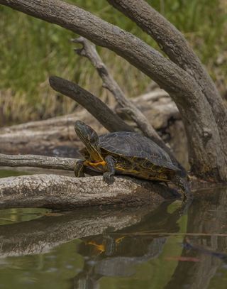 Grene eller træstamme der rækker ned til bunden, af dammen, kan redde en skildpaddes liv.