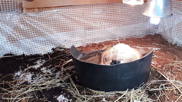 Skildpadden har selv skubbet sin vandskål, hen under varmelampen. Vandet bliver også ret varmt. 