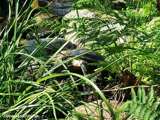 Havedam med Europæiske sumpskildpadder.