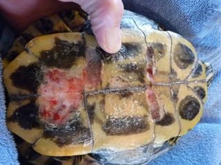 En terrapin der har levet med en opgang i beton. Dyret har slæbt sig over betonkanten og derved er de her skader opstået.