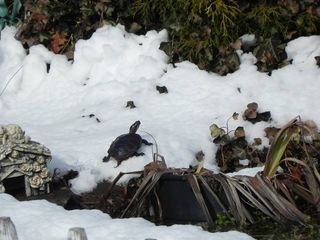 Sumpskildpadde i sneen, det ønsker vi ikke at se.