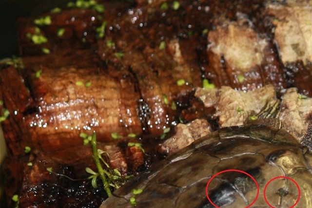 Skøn han, vi har helbredt og reddet, fra et hårdt liv, hvor skildpadden har levet under meget dårlige forhold.