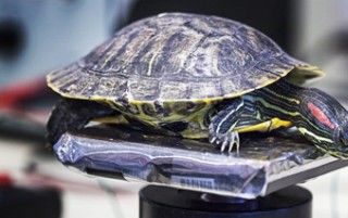 Terrapin undersøges. Skildpadden tager ingen skade af denne undersøgelse. foto af Jesper Rais.