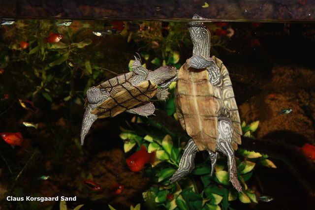 Du kan få meget sjovt ud af at holde sumpskildpadder. Vi vil gerne at du skaffer dig viden, om at holde sumpskildpadder, inde du går i gang. Det er den eneste vej til succes, med din hobby.