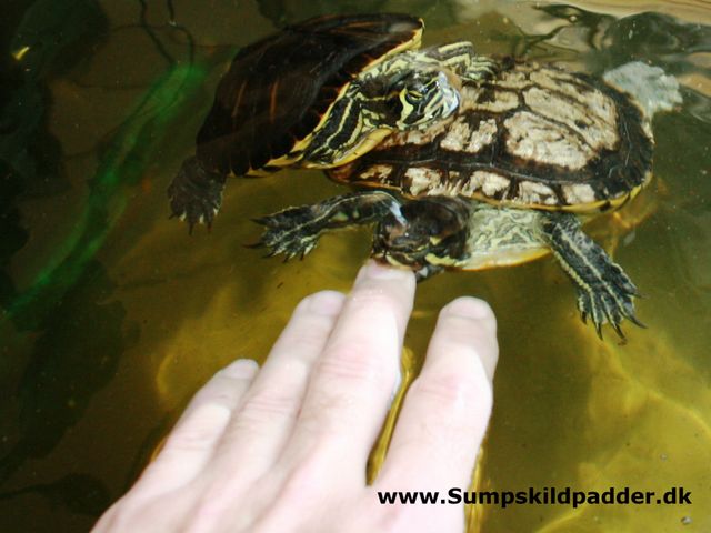 Guløret terrapin 1.kg. bider mig i fingeren 3. på skalaen. Det er til at holde ud.
Bider samme skildpadde mig i det bløde hud, mellem tommel og pegefinger, så er det 4,5.