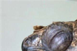 Boblende næst hos landskildpadde, der har luftvejsproblemer. The Exotic Pet Vet Blog