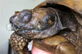 Boblende næst hos landskildpadde, der har luftvejsproblemer. The Exotic Pet Vet Blog