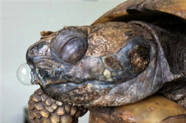 En tydelig syg landskildpadde, med bobler i næsen hos en landskildpadde, der har luftvejsproblemer. Foto. The Exotic Pet Vet Blog