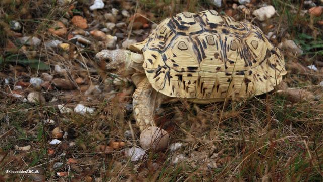 Leopardskildpadde han, der er med på tur, i den danske natur.