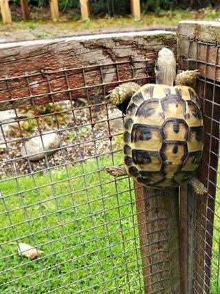 Her skulle der have været et udhæng, skildpadden ramte imod, så snart den nåede op til kanten. Her kan skildpadden bare kravle over.