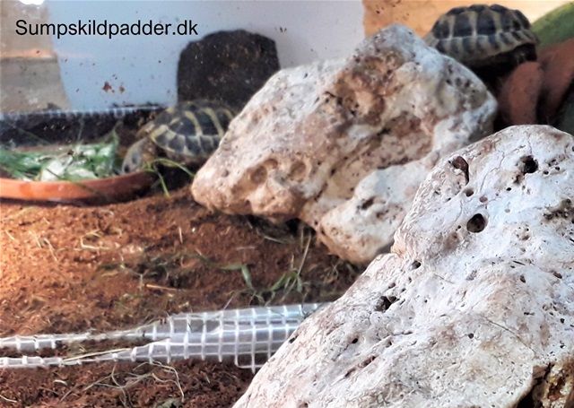 De græske landskildpadder bruger meget tid med at klatre.