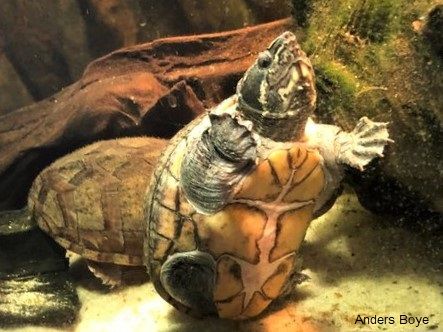 Sjov ser denne overvægtig moskusskildpadde (Sternotherus odorarus). Fotograf Anders Boyer.