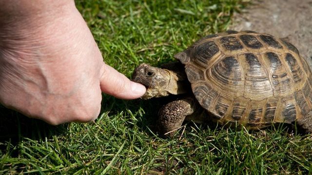 Landskildpadde bider. Her sker der ikke andet, end AV og 3. på skalaen.