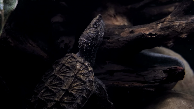 Hybrid alm. snapskildpadde og alligator snapskildpadde unge. Foto fra SerpaDesign YouTube.