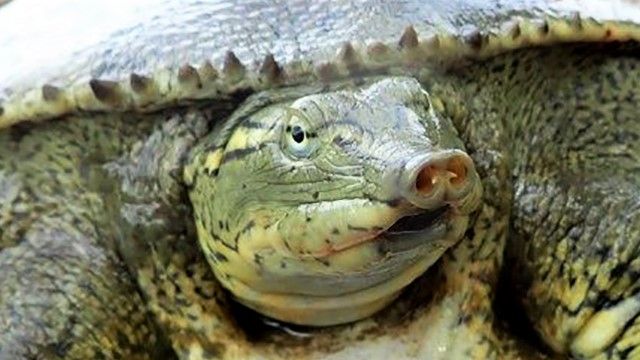 Her ser man tydeligt de torne der giver skildpadden sit navn. De sidder rundt langs skjoldkanten, her på en han.