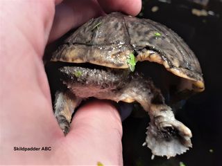 Alm. moskusskildpadde (Sternotherus odoratus) bed skjoldkanten af denne han alm. moskusskildpadde.