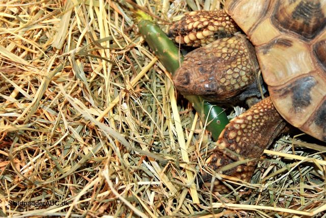 Du skal aldrig fodre direkte på bundlaget, læg evt. lidt frisk hø og fodrer ovenpå. Græsk landskildpadde er i gang med at spise hjemmegroet figenkaktus. Set på SkildpaddeShop.dk
