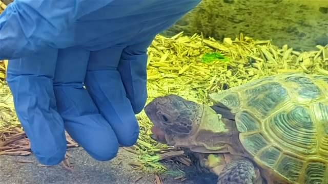 Russisk landskildpadde testbider.
