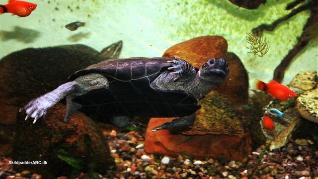 Kinesisk trekølsskildpadde (Chinemys reevesii) kaldes også (Mauremys reevesii).