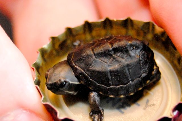Alm. moskusskildpadde (Sternotherus odoratus)