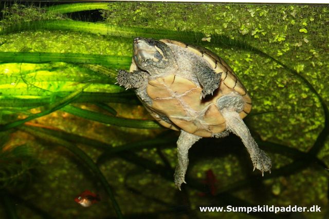 Hun, alm. moskusskildpadde der hænger ud i overfladen, hvor hun kan finde lidt ro og fred for hannen.