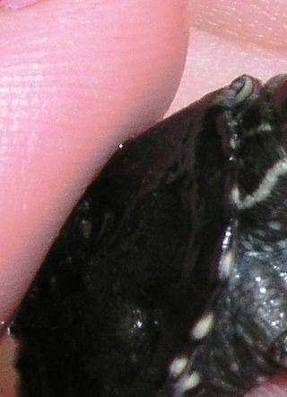 Alm. moskusskildpadde (Sternotherus odoratus)