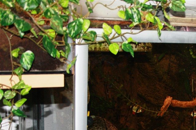 Akvarium til moskusskildpadder, de spiser ikke planter.