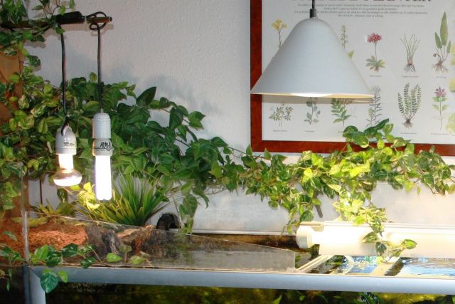 720 liters akvarium, med mange vandplanter. Det er en stor Javabregne, der har groet sig fast på trærødder. 