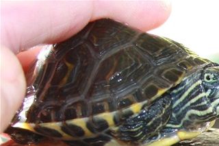 Husk, de små skildpadder, de bliver også store. De store skildpadder, de skal havet meget mere plads, end de små skildpadder. 