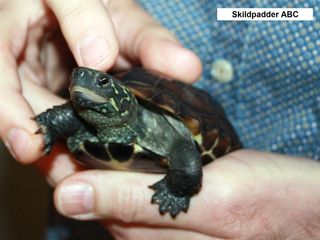Vi giver skildpadder det gode liv. 