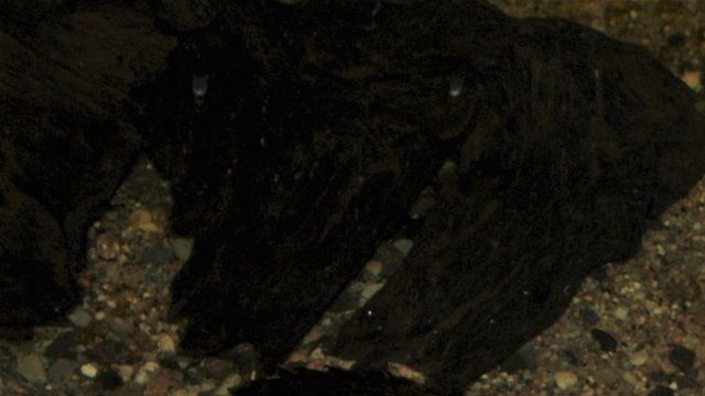 2 hunner falske landkortskildpadder (Graptemys pseudogeographica).