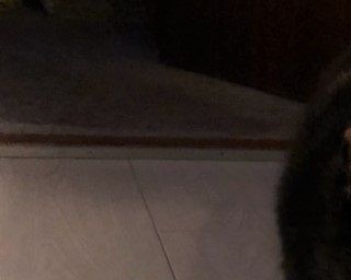 Katte- og hundefoder er ikke for skildpadder.